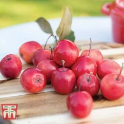 Apple 'Appletini' -Tulip Bloom APPL KA9401 C