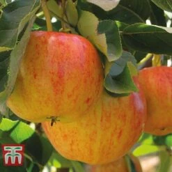 Fruit Tree Collection (Mini Fruit Tree) -Tulip Bloom APPL T10394 A h1