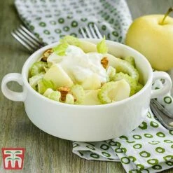 Apple 'Golden Delicious' (Mini Fruit Tree) -Tulip Bloom APPL T10395 C