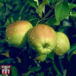 Apple 'Golden Delicious' (Mini Fruit Tree) -Tulip Bloom APPL T10395 D