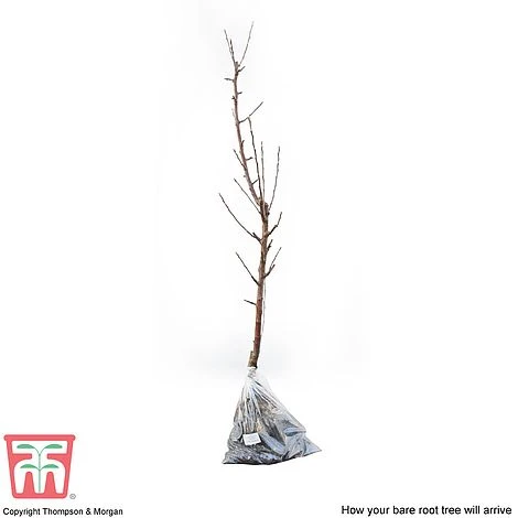 Apple 'James Grieve' 4 Apple 'James Grieve' - Image 4