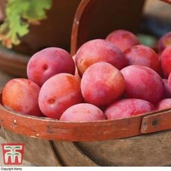 Tulip Bloom -Tulip Bloom APPL T58945P B