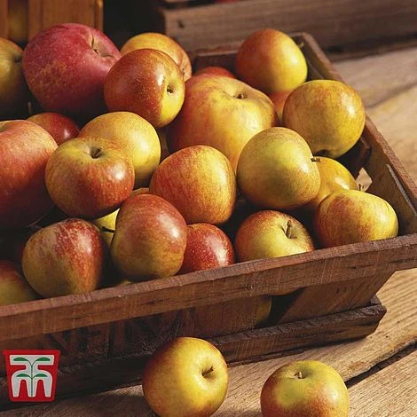 Apple 'Cox Self Fertile' 2 Apple 'Cox Self Fertile' - Image 2