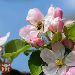 Apple 'Blenheim Orange' -Tulip Bloom APPL TKA1817 D
