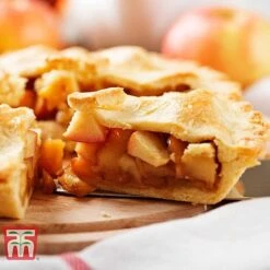 Apple 'Blenheim Orange' -Tulip Bloom APPL TKA1817 E