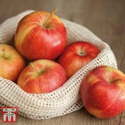 Apple 'Gala' -Tulip Bloom APPL TKA1831 D