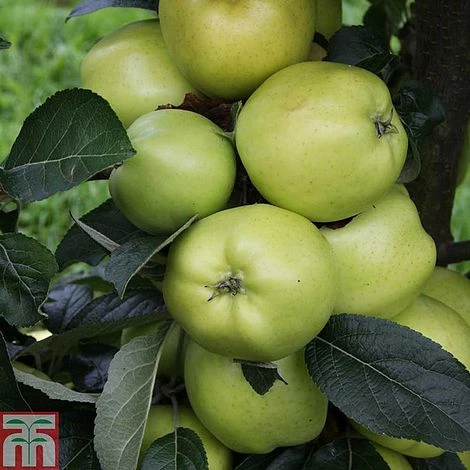 Apple 'Keswick Codlin' 1 Apple 'Keswick Codlin'