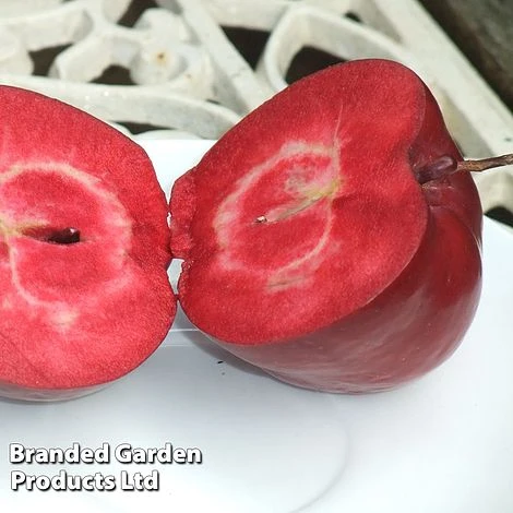 Apple Columnar 'Purple Haze' ® 1 Apple Columnar 'Purple Haze' ®