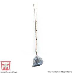 Apple 'Spartan' -Tulip Bloom APPl T71127 D