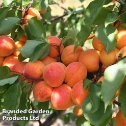 Apricot 'Flavorcot'&reg;