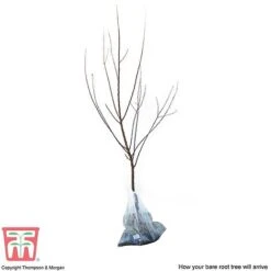 Apricot 'Flavorcot'&reg; -Tulip Bloom APRI CWW3222 D