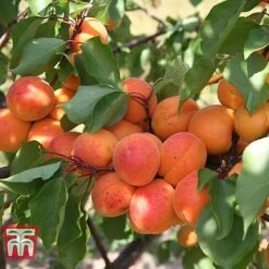 Tulip Bloom 34 Apricot 'Tomcot'