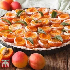 Tulip Bloom -Tulip Bloom APRI TKA2009 E