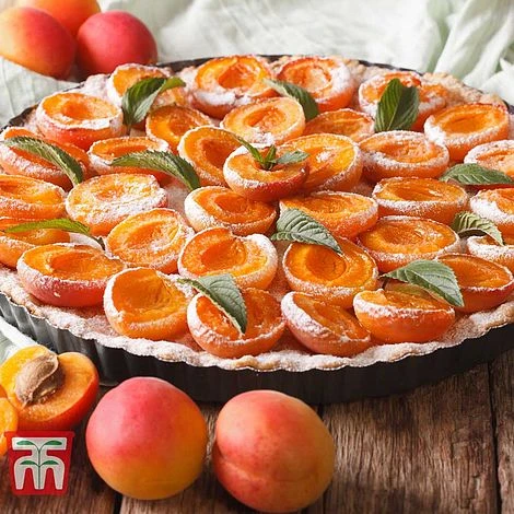 Apricot 'Tomcot' 2 Apricot 'Tomcot' - Image 2