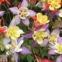 Aquilegia Caerulea 'Mrs Scott-Elliott' -Tulip Bloom AQUI T74426 A