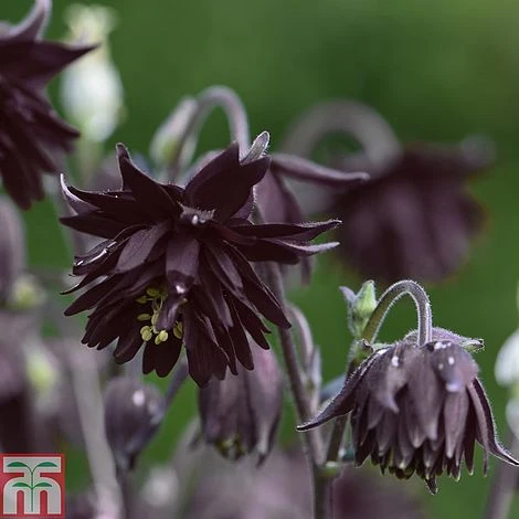 Aquilegia Vulgaris Var. Stellata 'Black Barlow' 1 Aquilegia Vulgaris Var. Stellata 'Black Barlow'