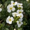 Arabis Caucasica 'Pixie Cream'