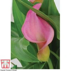 Arum Lily (Pink) (House Plant) -Tulip Bloom ARUM TKA2961 C