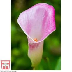 Arum Lily (Pink) (House Plant) -Tulip Bloom ARUM TKA2961 D