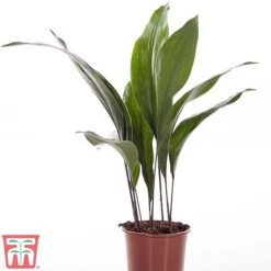 Aspidistra Elatior -Tulip Bloom ASPI TKA2850 A