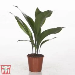 Aspidistra Elatior -Tulip Bloom ASPI TKA2850 B