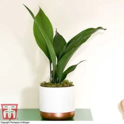 Aspidistra Elatior -Tulip Bloom ASPI TKA2850 G