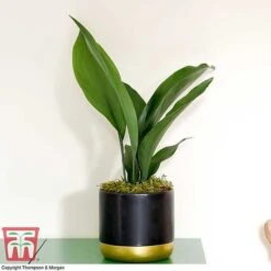 Aspidistra Elatior -Tulip Bloom ASPI TKA2850 H