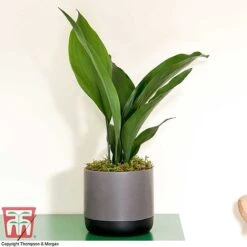 Aspidistra Elatior -Tulip Bloom ASPI TKA2850 J