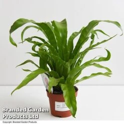 Asplenium Antiquum -Tulip Bloom ASPL ANTIQ11CM T47370