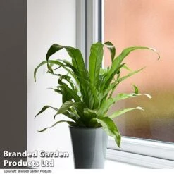 Asplenium Antiquum -Tulip Bloom ASPL ANTIQUUM T47376