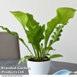 De-humidifying House Plant Collection -Tulip Bloom ASPL NIDUS T44491