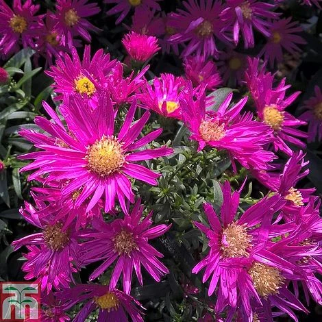 Aster Novi-belgii 'Bahamas' 1 Aster Novi-belgii 'Bahamas'