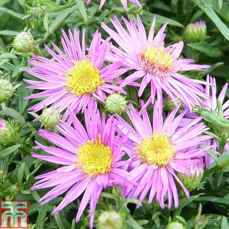 Aster Novi-belgii 'Dandy' 1 Aster Novi-belgii 'Dandy'
