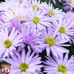 Aster Novi-belgii 'Lady In Blue'