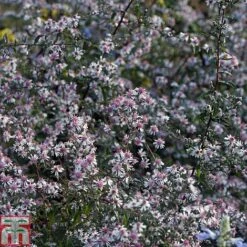 Aster Novi-belgii 'Lady In Black'