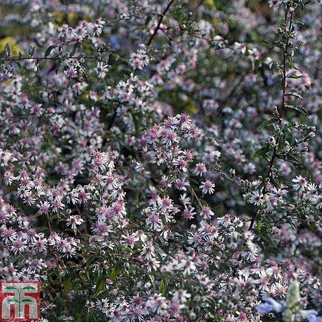 Aster Novi-belgii 'Lady In Black' 1 Aster Novi-belgii 'Lady In Black'