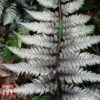Athyrium Niponicum Var. Pictum 'Burgundy Lace'