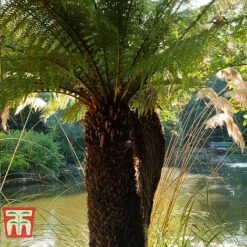 Australian Tree Fern -Tulip Bloom AUST T55574 C
