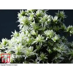 Spider Azalea Magisnow Tree 'Winter Beauty'- Gift -Tulip Bloom AZAL WGKB7068 D