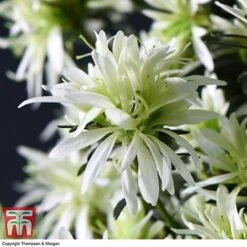 Spider Azalea Magisnow Tree 'Winter Beauty'- Gift -Tulip Bloom AZAL WGKB7068 E