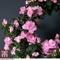 Azalea Hoop 'Light Pink'- Gift -Tulip Bloom AZAL WGKB7094 B1