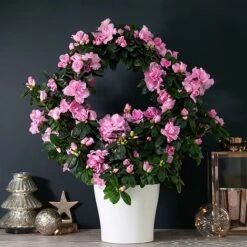 Azalea Hoop 'Light Pink'- Gift -Tulip Bloom AZAL WGKB7094 NOW1