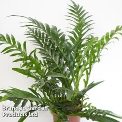 Aglaomorpha Coronans -Tulip Bloom Aglaomorpha coronans WKF1158