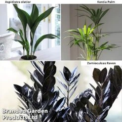 Almost Unkillable Houseplant Mixed Pot Collection -Tulip Bloom Almost Unkillable Hp Mix Pot Coll WKF11021