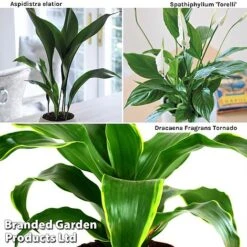 Almost Unkillable Houseplant Collection -Tulip Bloom Almost20Unkillable20House20Plant20Collection WKF1101