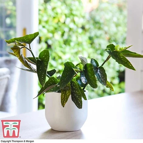 Begonia Maculata 2 Begonia Maculata - Image 2