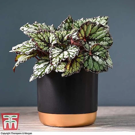 Begonia Rex Trio - Gift 2 Begonia Rex Trio - Gift - Image 2