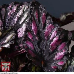 Begonia Rex Trio - Gift 11 Begonia Rex Trio - Gift -Tulip Bloom BEG WKB4890 B11