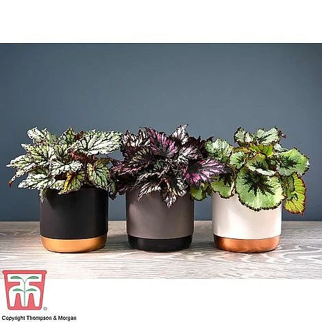 Begonia Rex Trio - Gift 1 Begonia Rex Trio - Gift