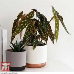 Begonia Maculata 6 Begonia Maculata -Tulip Bloom BEGO WKB2725 G